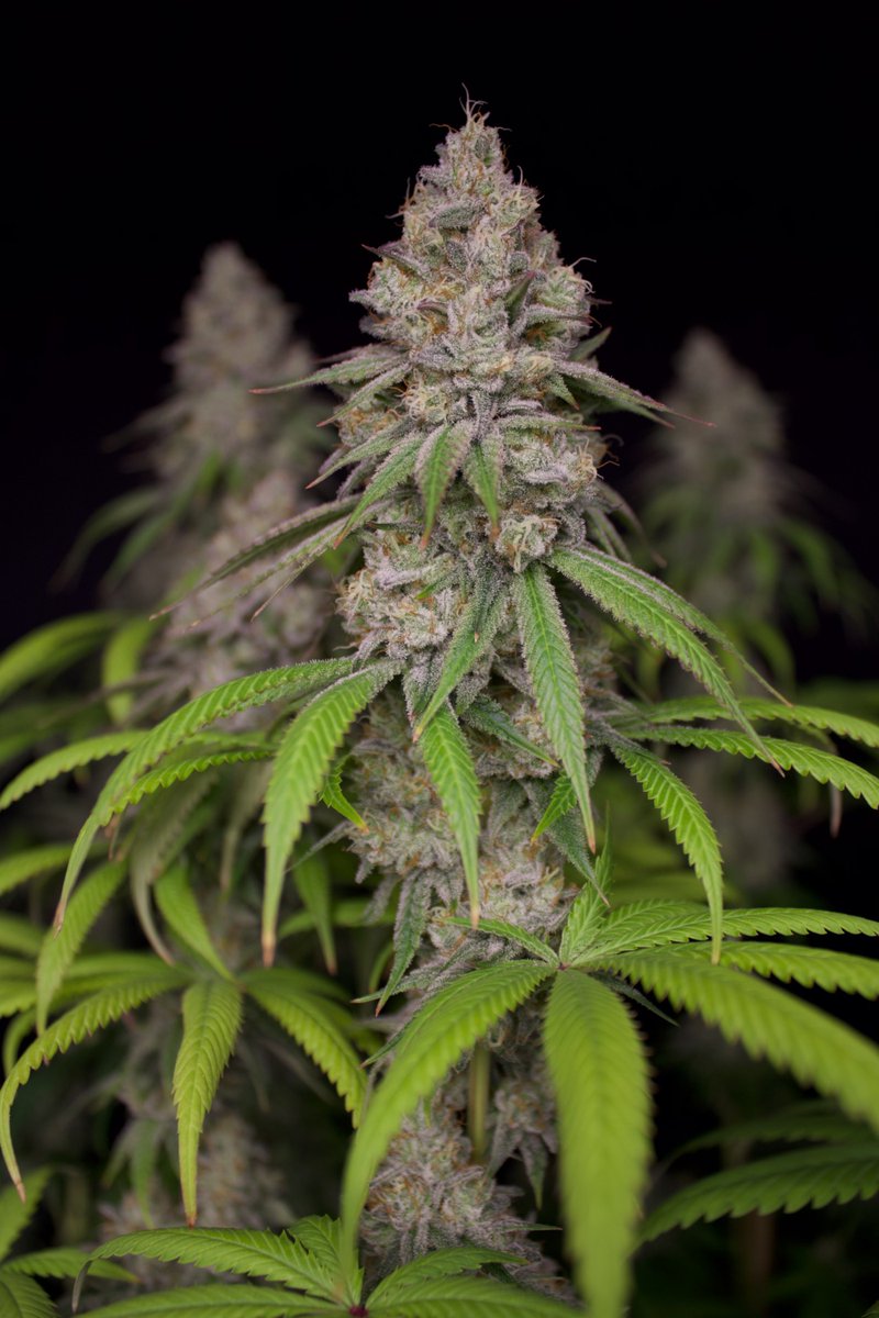 Kippa (@kippagrows) on Twitter photo Dialing in the settings on the camera with help from <a href="/RomulanJake/">Romulan Genetics</a>, here’s another shot of his Irie Maiden (unedited)💚 Dialing in the settings on the camera with help from <a href="/RomulanJake/">Romulan Genetics</a>, here’s another shot of his Irie Maiden (unedited)💚
