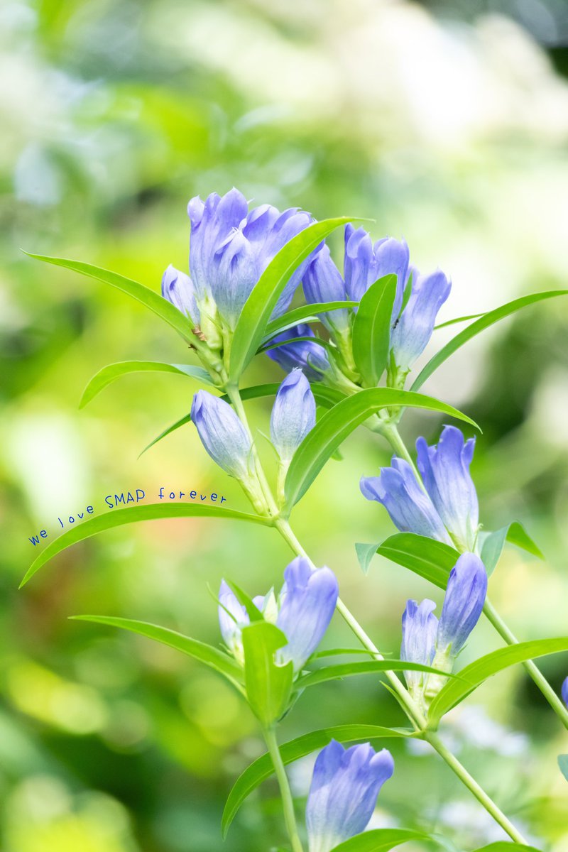 おはようございます

ｺﾁﾗ今朝は24℃
風が強めで涼しいです
息子の住む地は今日も酷暑
あの古いｴｱｺﾝ
大丈夫かしら~

家人は本日1泊手術
会社ではｺﾛﾅも流行ってるそうで
ﾊﾞﾀﾊﾞﾀしてます

健やかに
良き火曜日を

#世界に一つだけの花 #SMAP 
会いたいね 0000ff