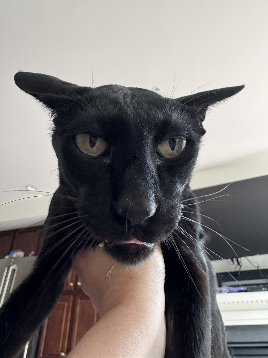 Hobbikats's tweet image. I’m happy…really