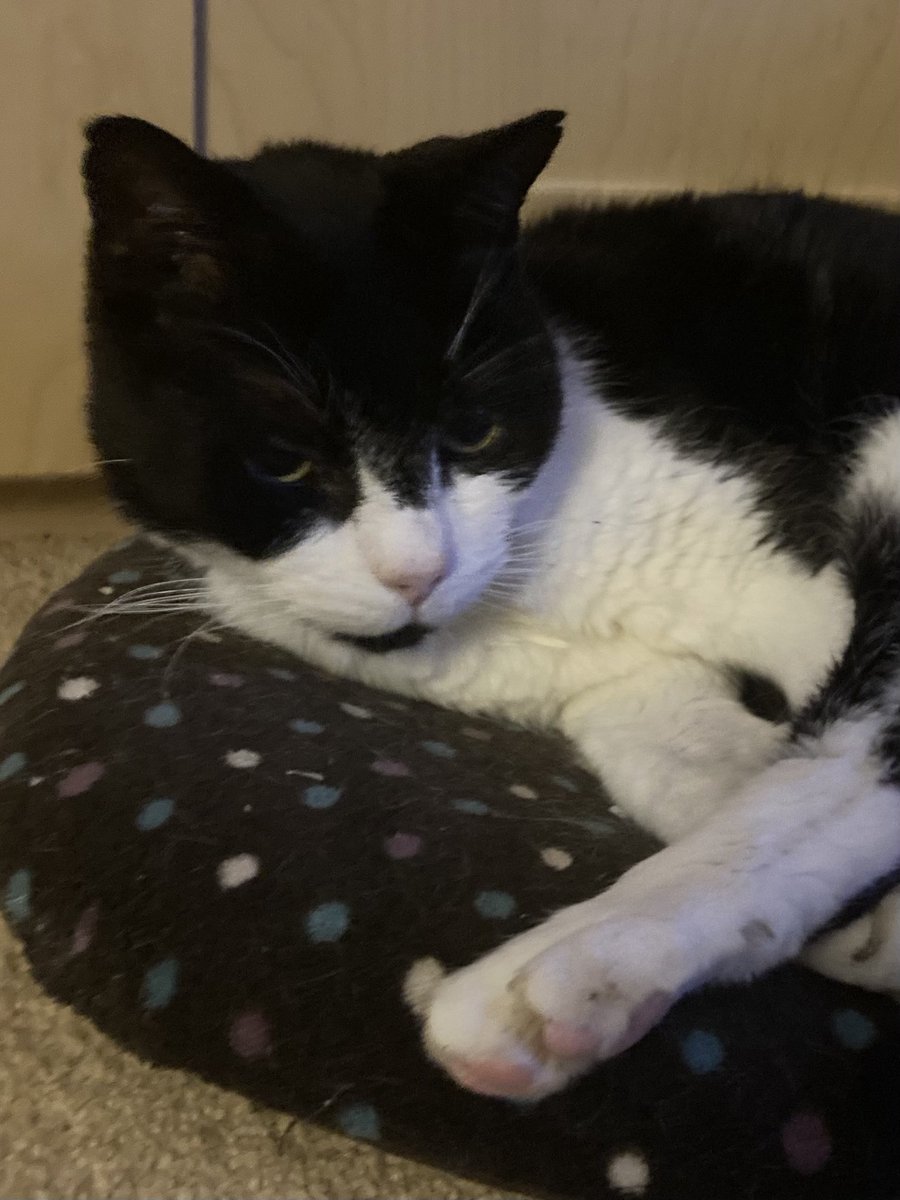davidsupercat's tweet image. Goodnight everyone! 😸