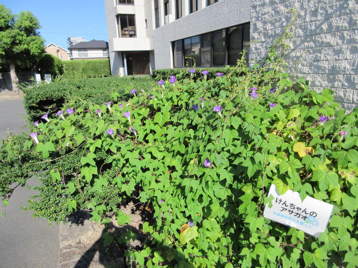 okayama_police's tweet image. 【岡山中央警察署】
警察署の玄関先で咲いている｢けんちゃんのアサガオ｣の紹介です。
交通事故で亡くなった男の子が遺した種をお母様が育て、交通安全の願いをこめて配布しているものです🪴

アサガオを見かけましたら、安全運転をお願いします。
イラストも展示していますよ💁
#アサガオ　#交通安全
