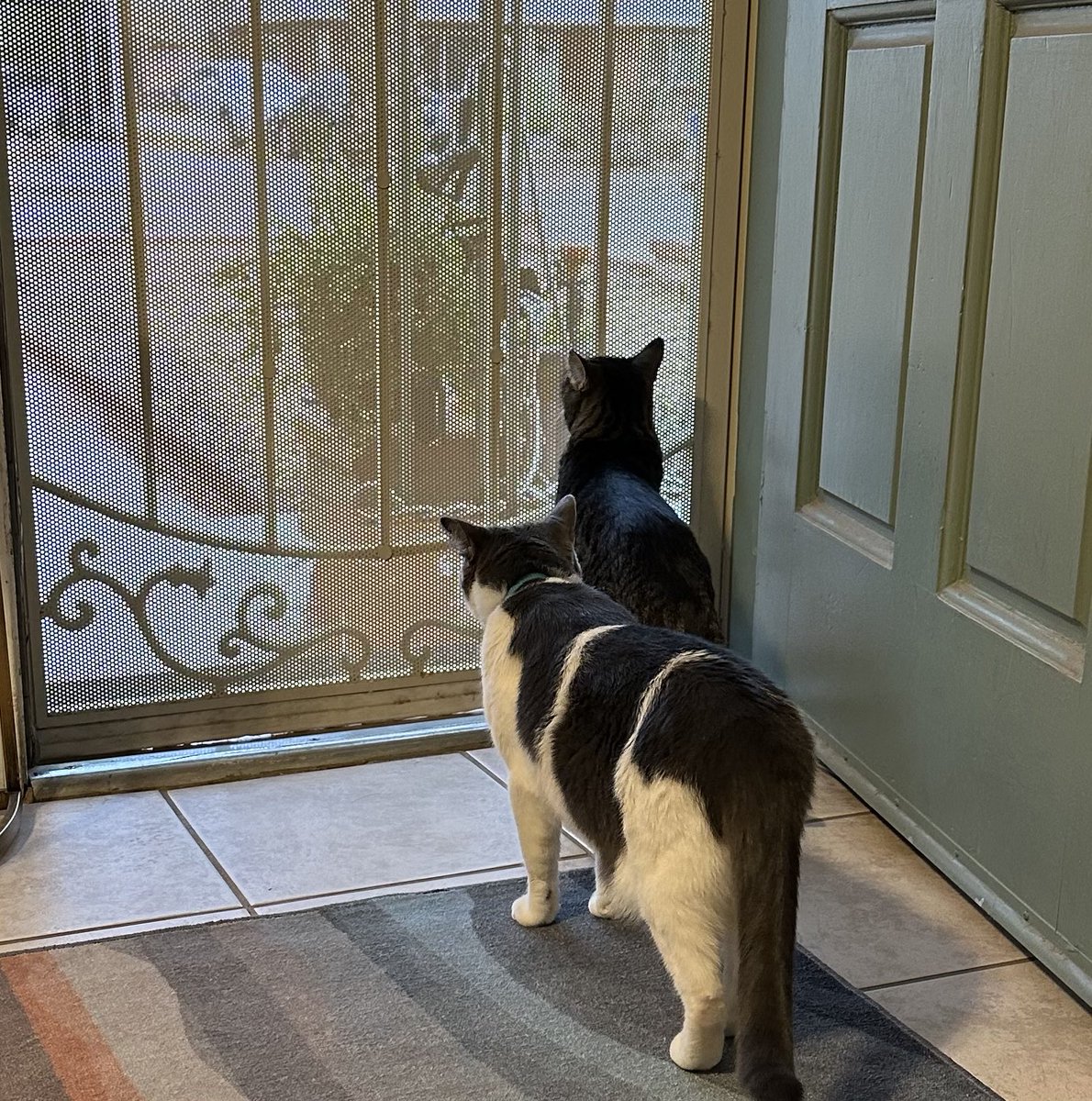 KatsKitties's tweet image. It’s still a lot warmer outside than inside, but it’s cool enough that human is letting us have some open door time so we can get a little fresh air in the house!