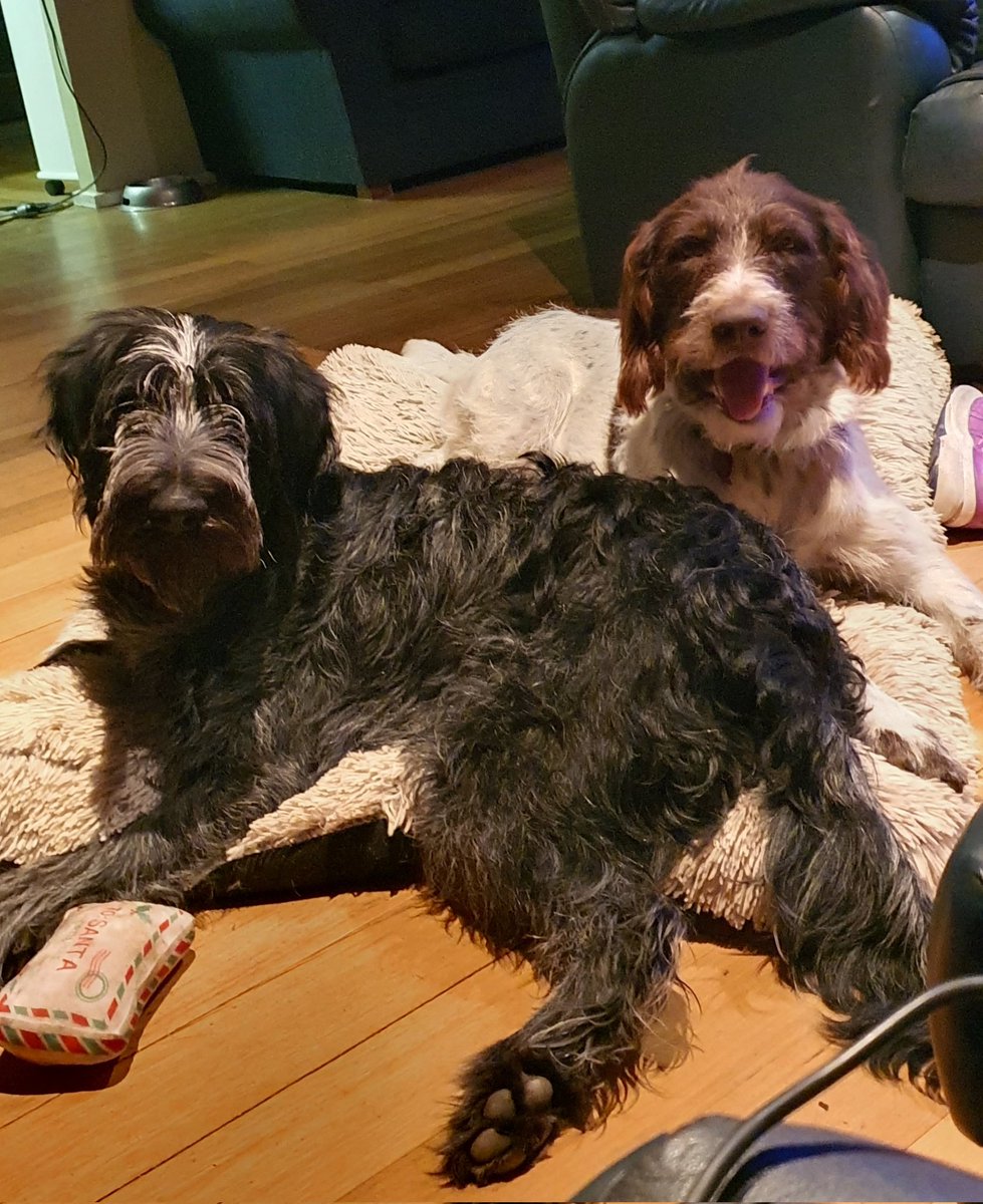 Happy International Dog Day to all precious fur babies that have been in my life.