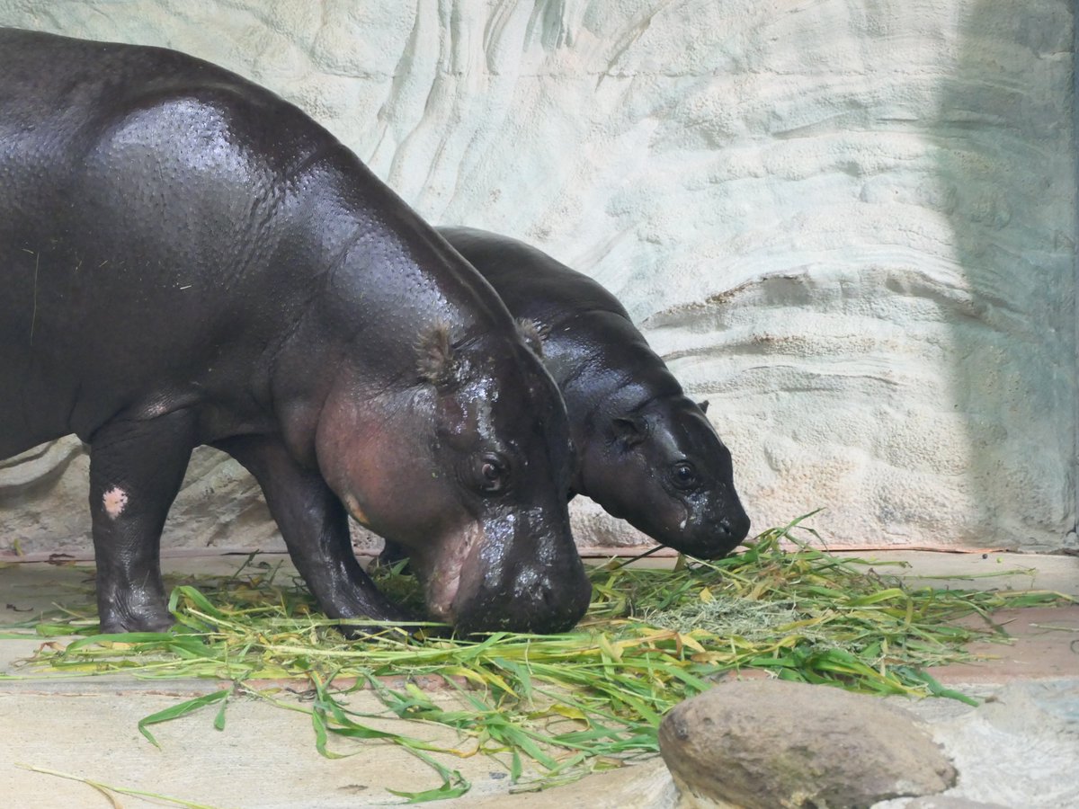 UenoZooGardens's tweet image. おはようございます。 
今朝の動物たちの様子をお届けします。 

#コビトカバ 
#朝の上野動物園