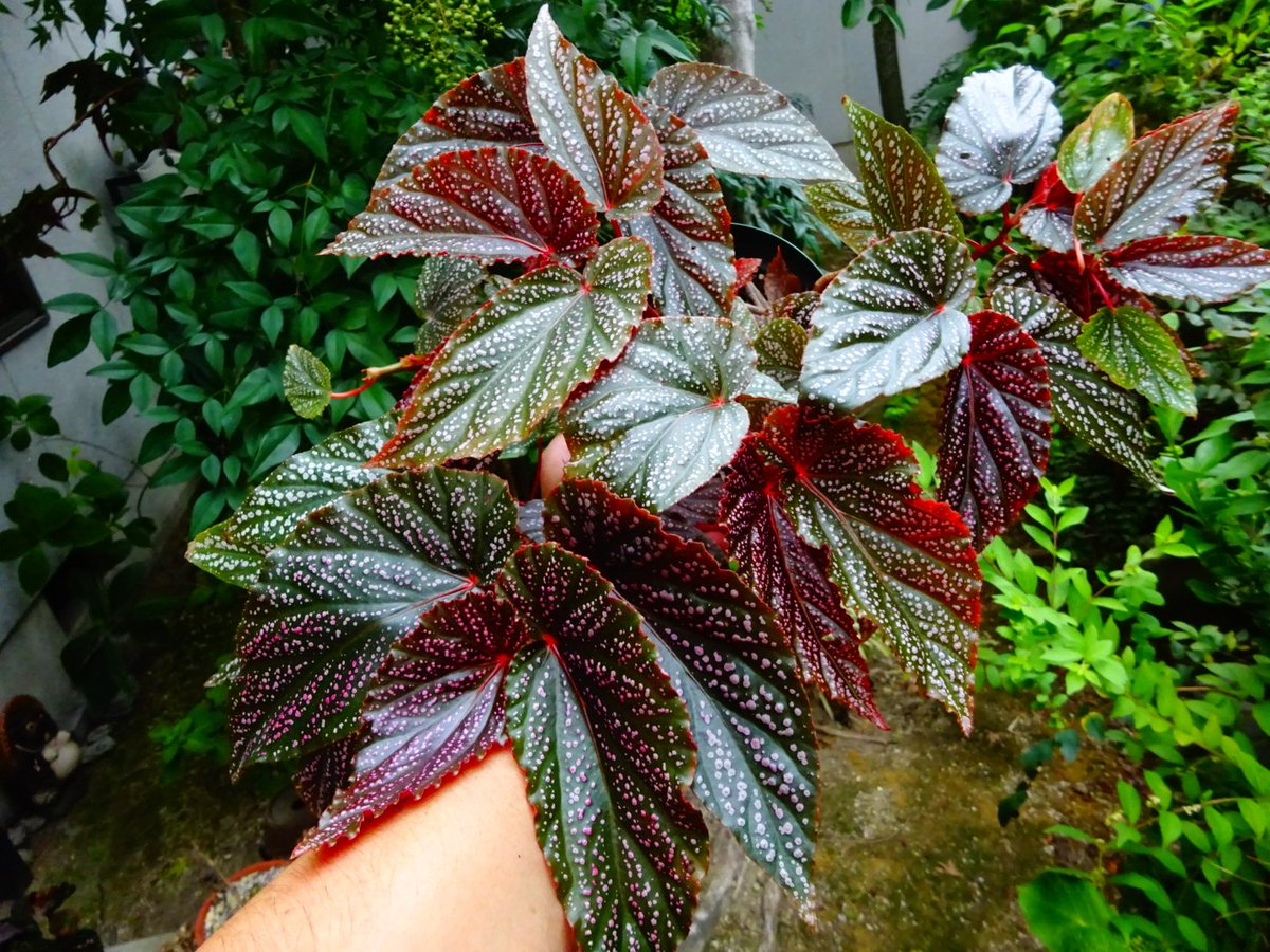 東南アジアのベゴニアの注釈付きチェックリスト begonia | STORES