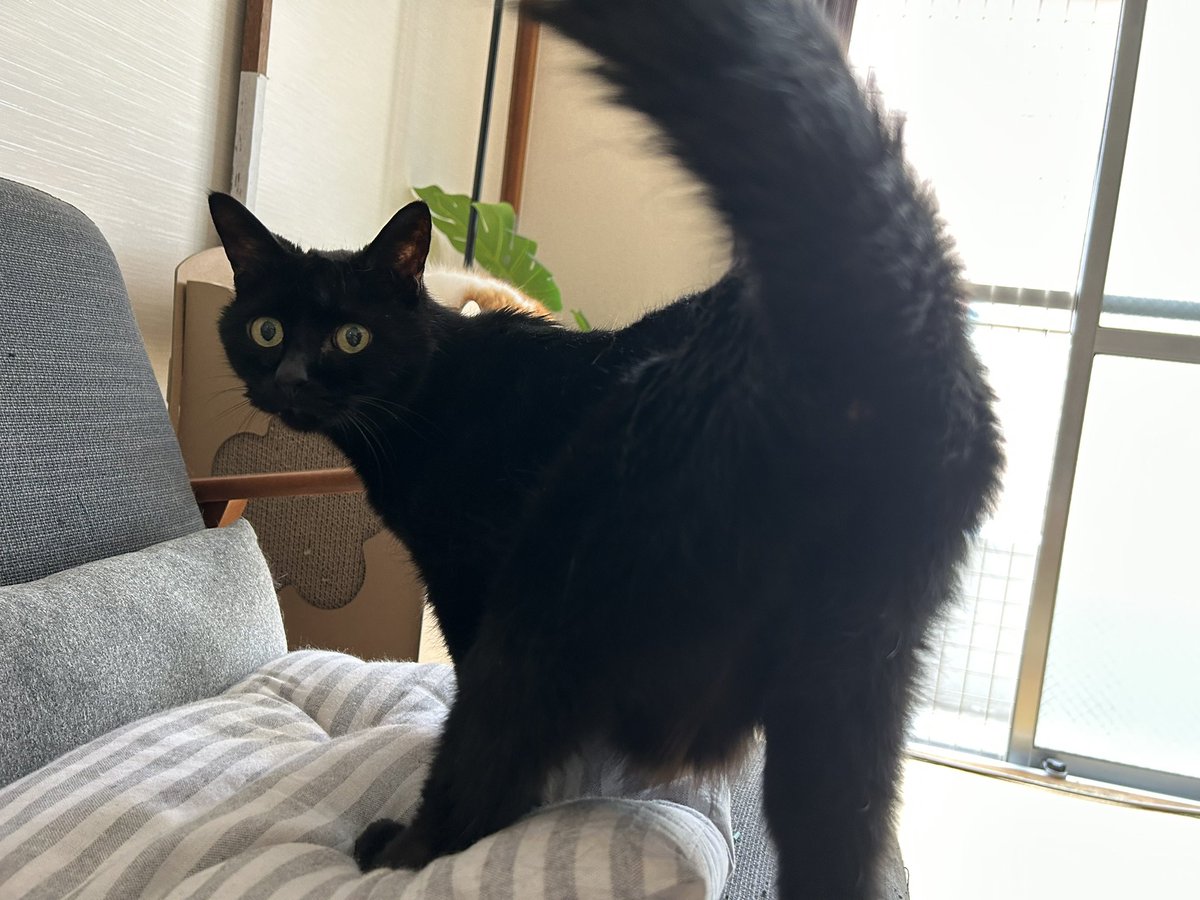 道端でぴょんぴょこ跳ねてる黒猫さんを見かけてちょっと涙出たわね
あっちでぴょんぴょこ跳ねてるといいな