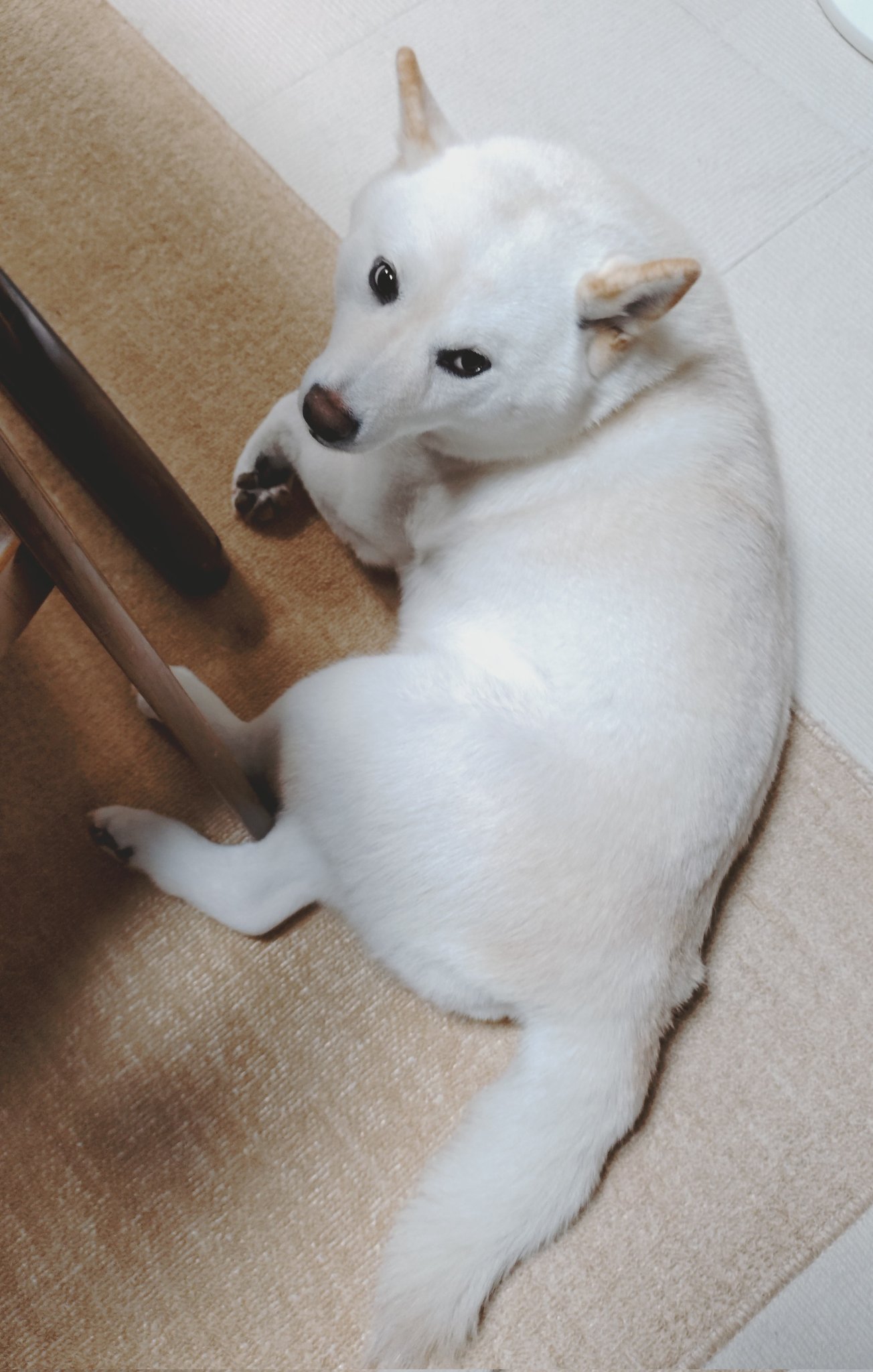 しろい犬 EfT1qXtQ_200x200.jpg