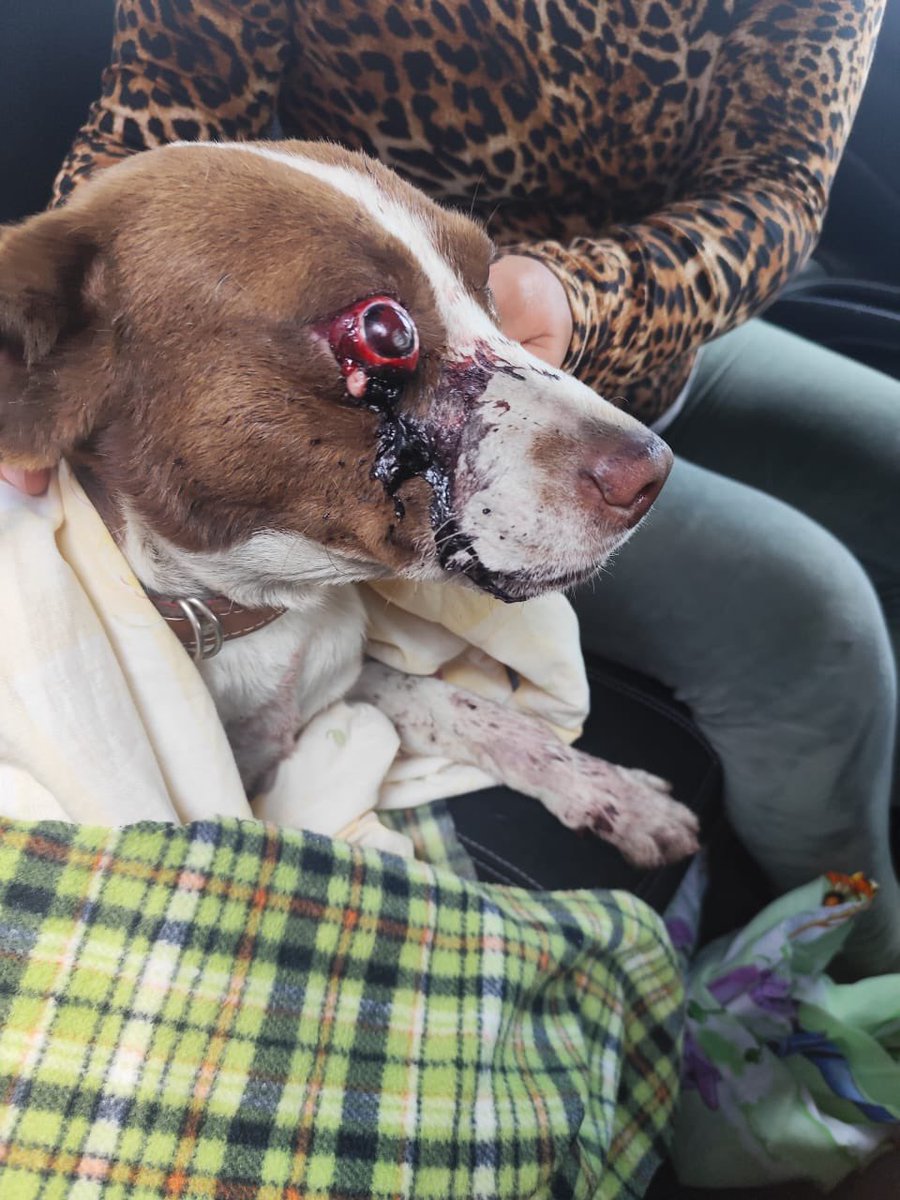 Seres Libres A.C. tweet media