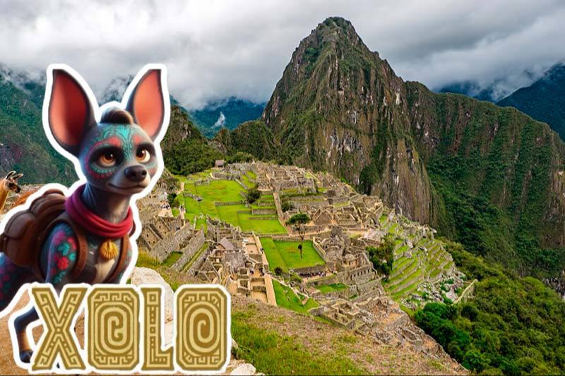 Xolo tweet media