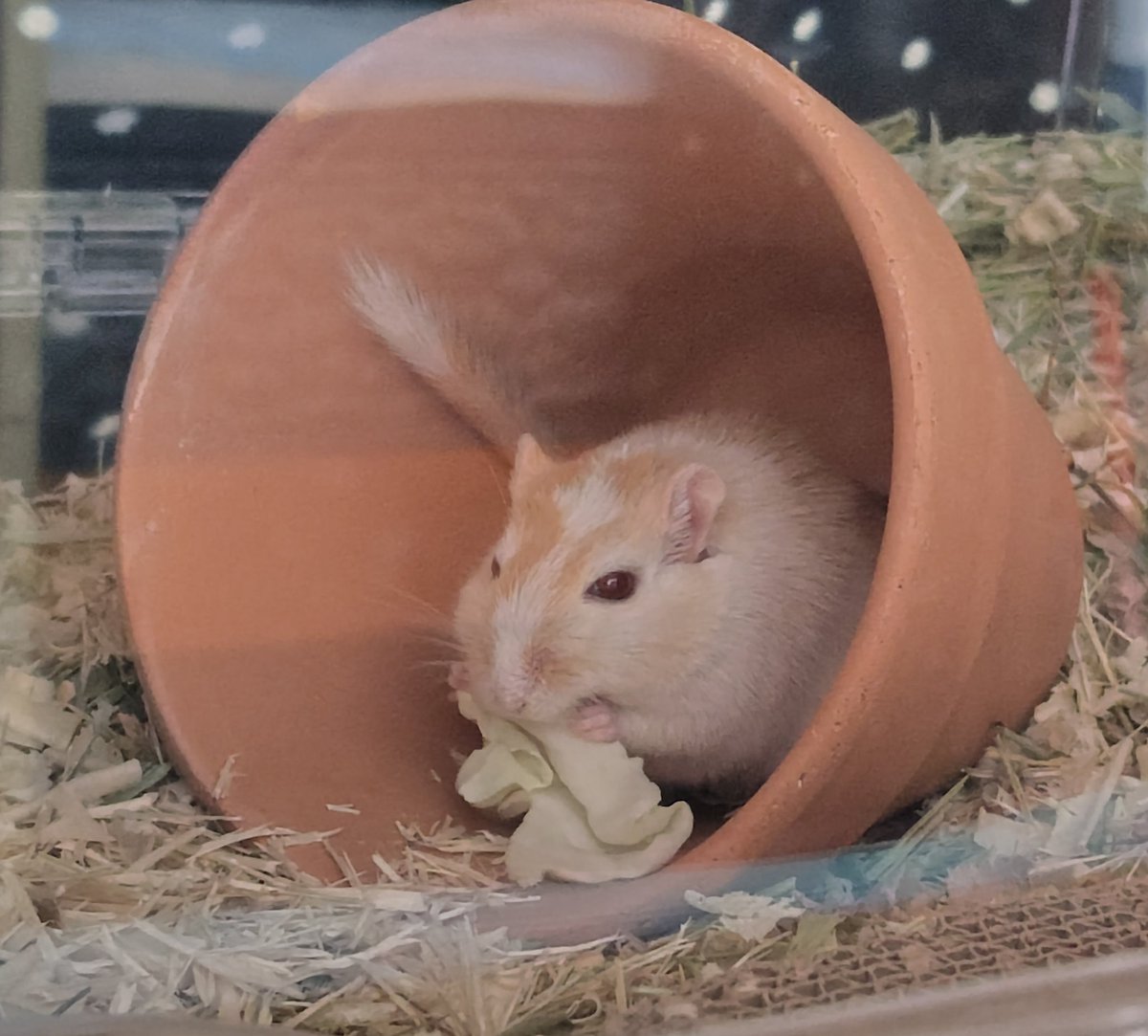 キャベツたっぷりまるまるゴンザです