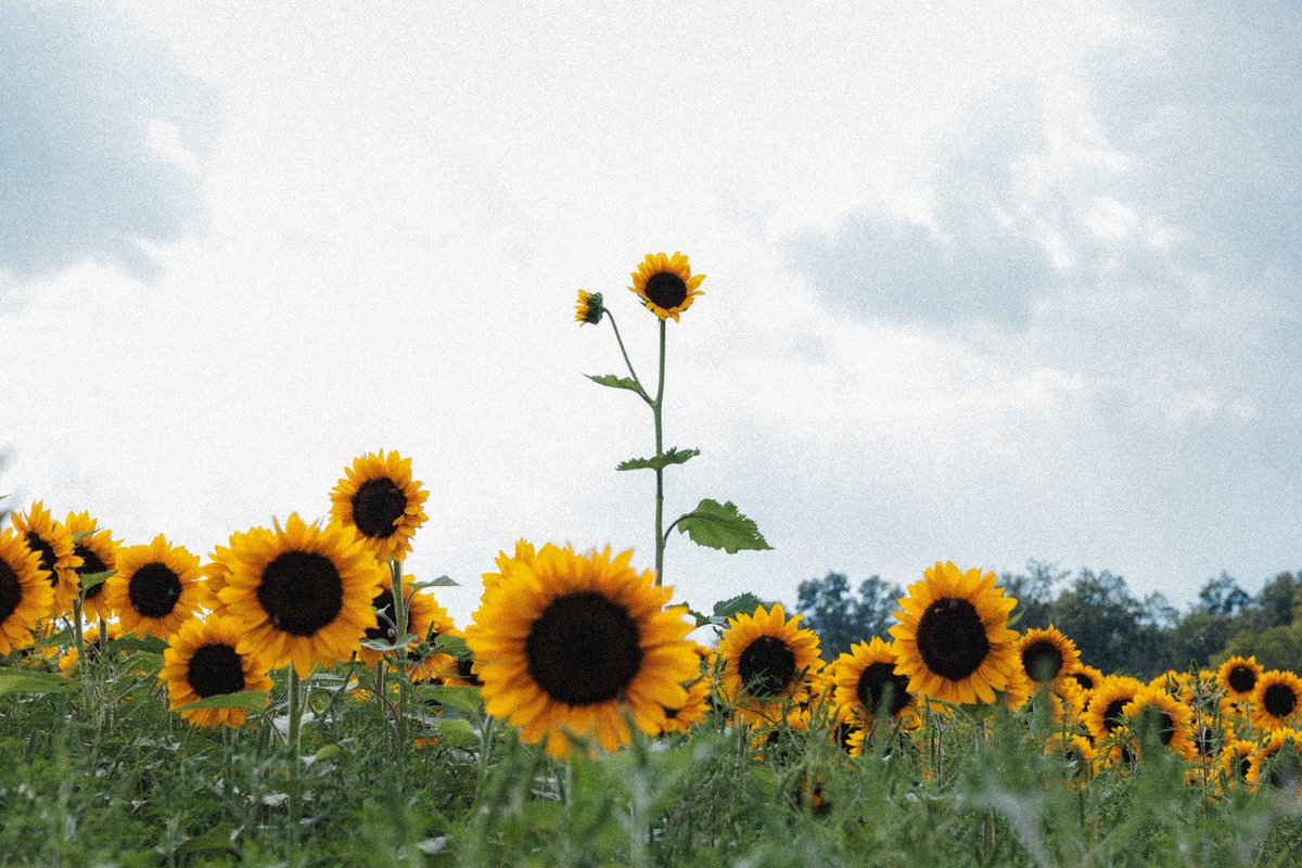 HKPhotoss's tweet photo. #sunflowers from the other day #canon #canonphotography https://t.co/CpEYjfhZOY