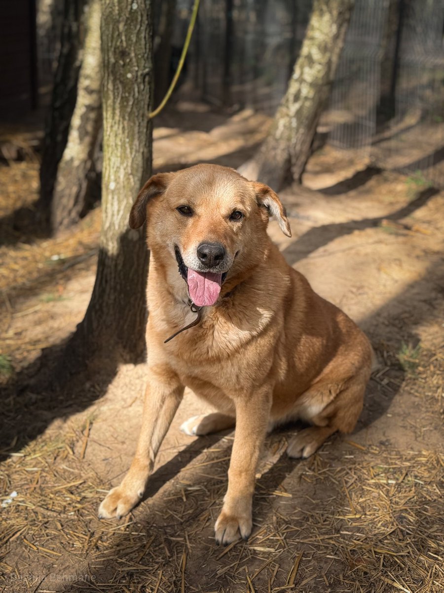 LUI MEKLĒ MĀJAS 💜🐶
Dzīvespriecīgs un enerģisks suņuks, jau 3+ gadus Ķepās. Meklē mierīgas mājas bez maziem bērniem 👶🏼🐾
Dz. 05.07.2021 | MČ: 900164004117074
📞 29678601
#ĶepuĶepā 🐶💜