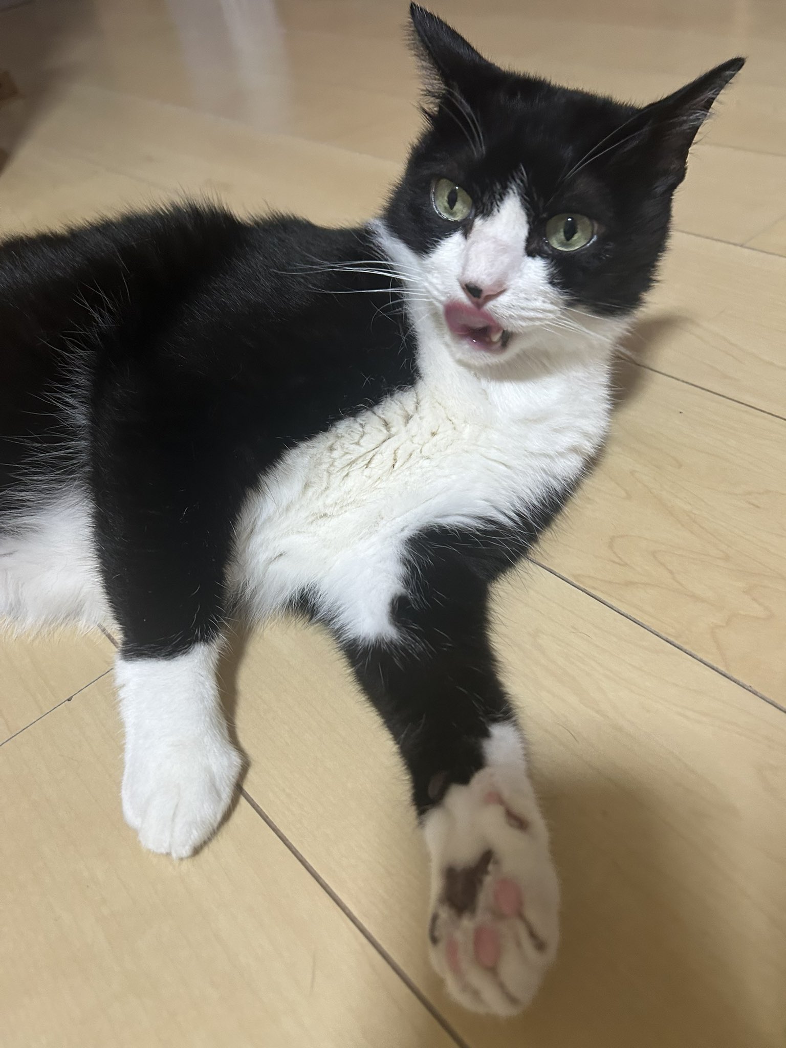 猫が好き もるきち on X: 