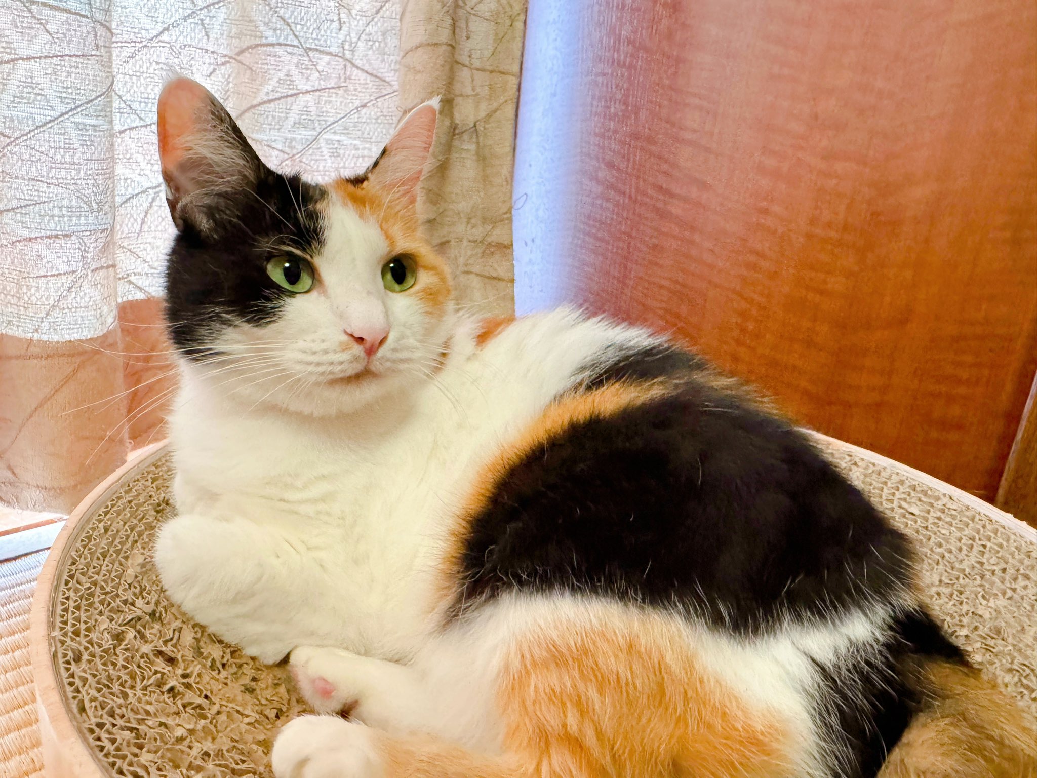 さびねこ。 (@Sabineko_rev) / X