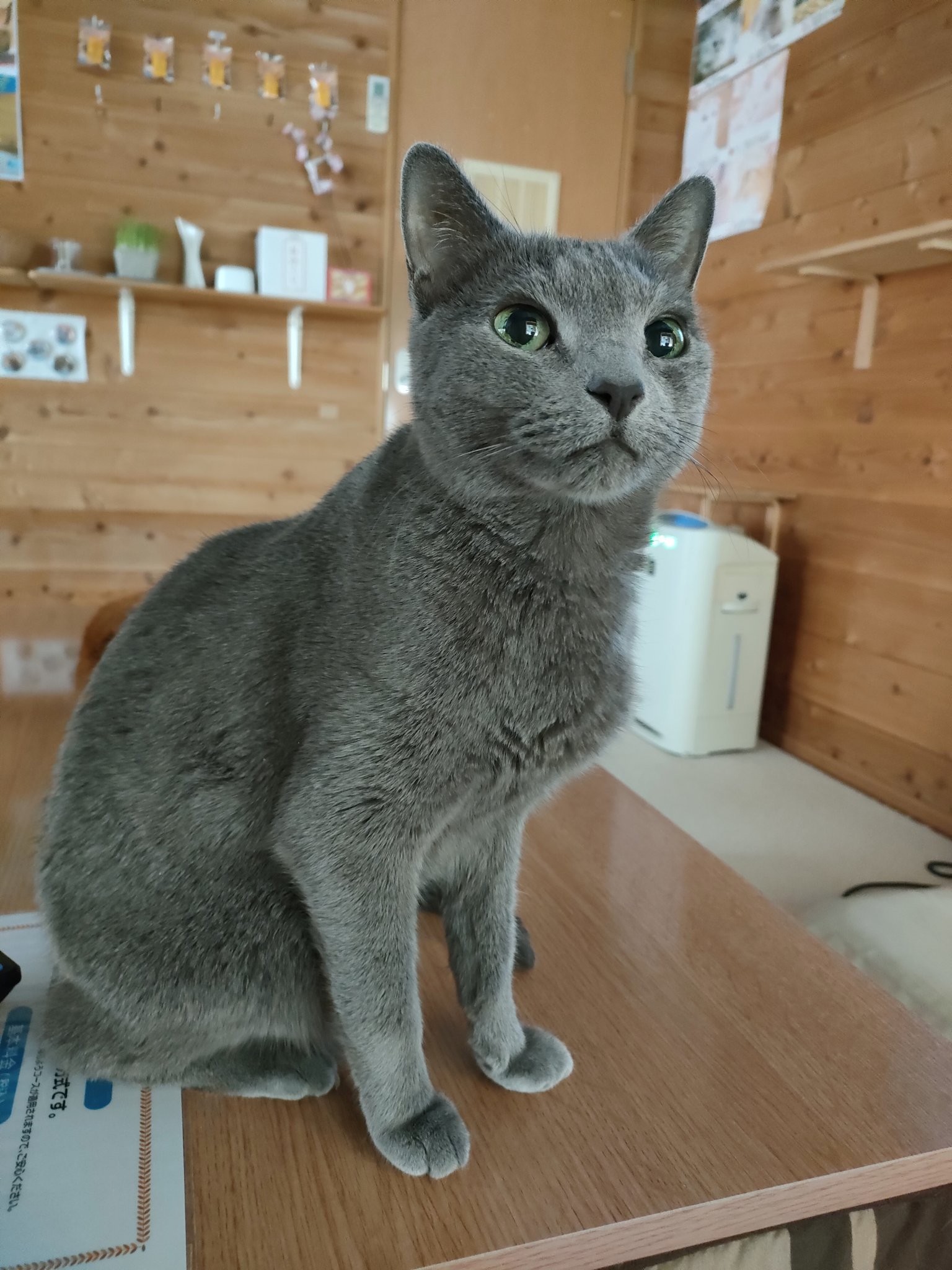 猫カフェちぐら on X: 