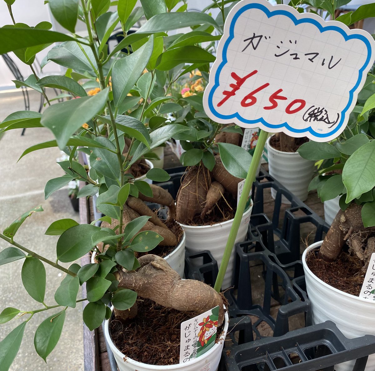 水戸市植物公園 on X