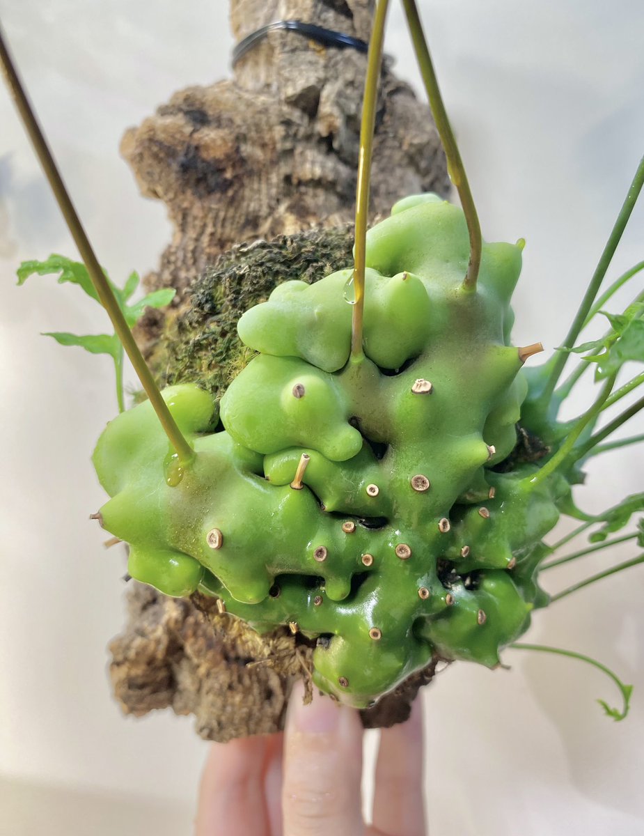 もりもりしてきた🟢