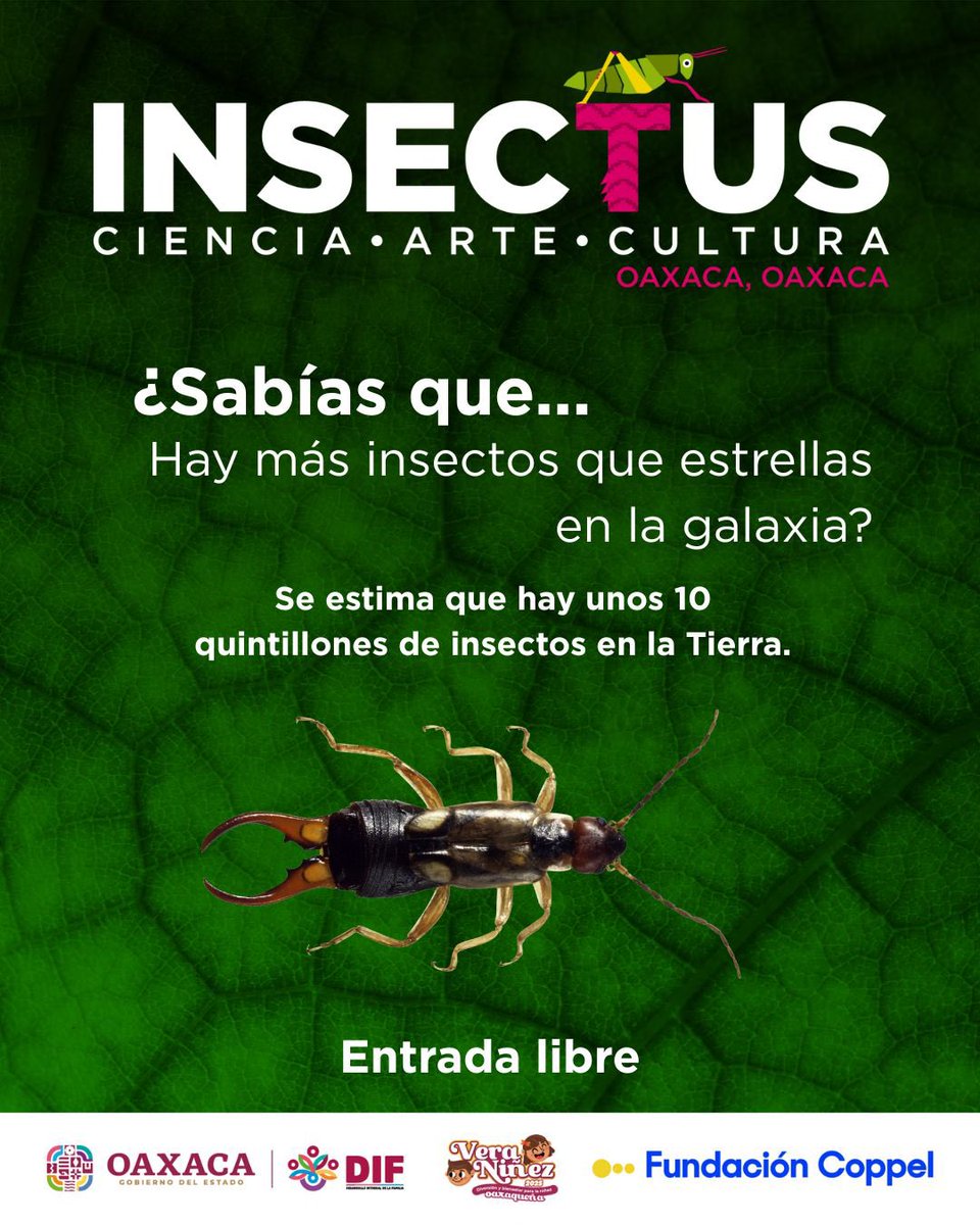 DIF_Oaxaca's tweet photo. ¿Sabías que hay más insectos que estrellas? 🦗✨
Conoce más datos interesantes sobre estos increíbles seres en INSECTUS.
¡Te esperamos en #VeraNiñez2025!
⏰ 9 de la mañana a 8 de la noche
📍 @parqueprimoax
#NadieSeQuedaAtrásNadieSeQuedaAfuera #FundacionCoppel #INSECTUS https://t.co/qsO6mh0geU
