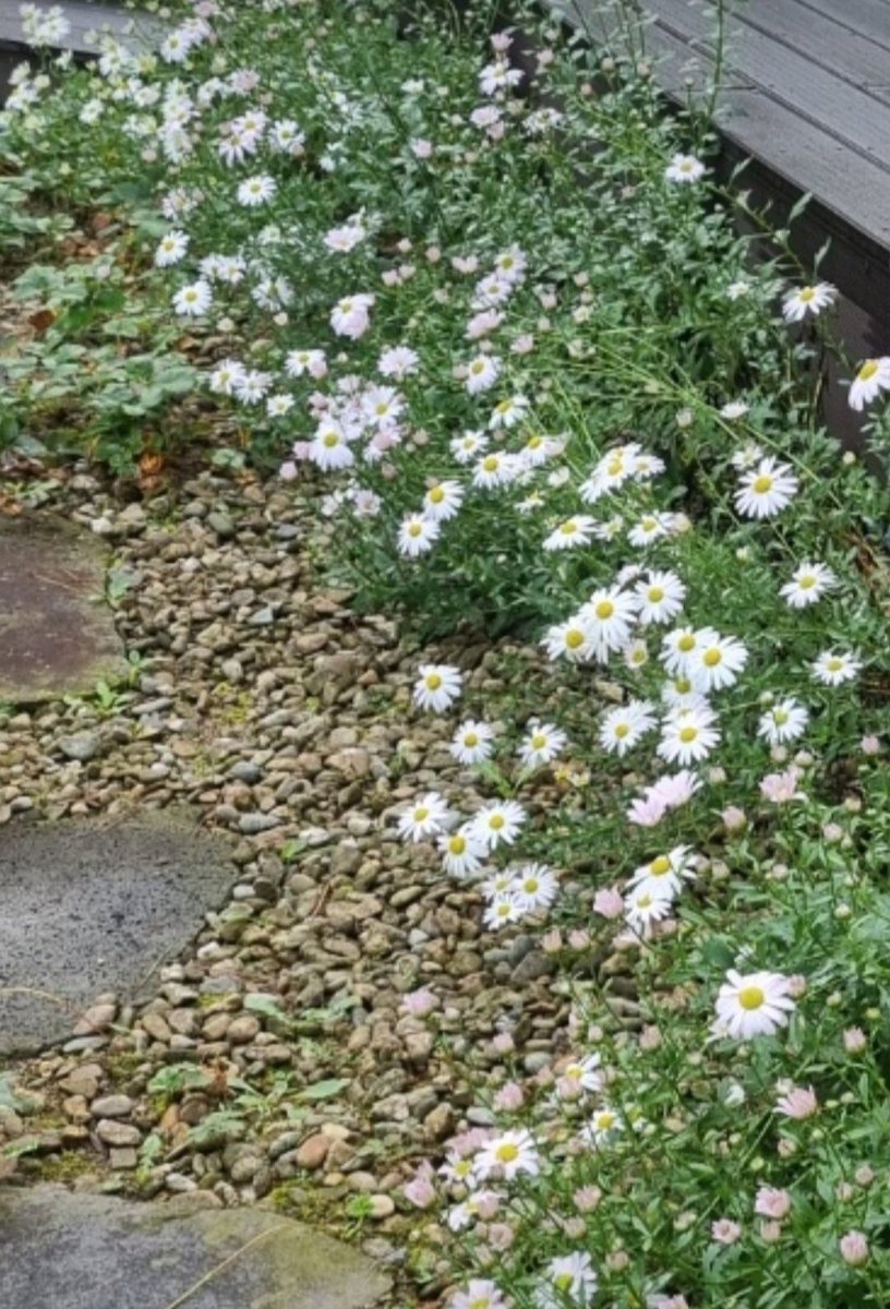 이 비 그치고나면
가을이 성큼 
큰 걸음으로
대문 밖 비탈길을 올라오려나
나 어찌 맞아야하나
예전에 선물해준 
구절초 얘기를 꺼낼까
나뭇잎엔 어떤 붓으로
그윽한 향기를 칠할건지
무엇부터 물어볼까
가슴엔 이미 가을이 한가득인데