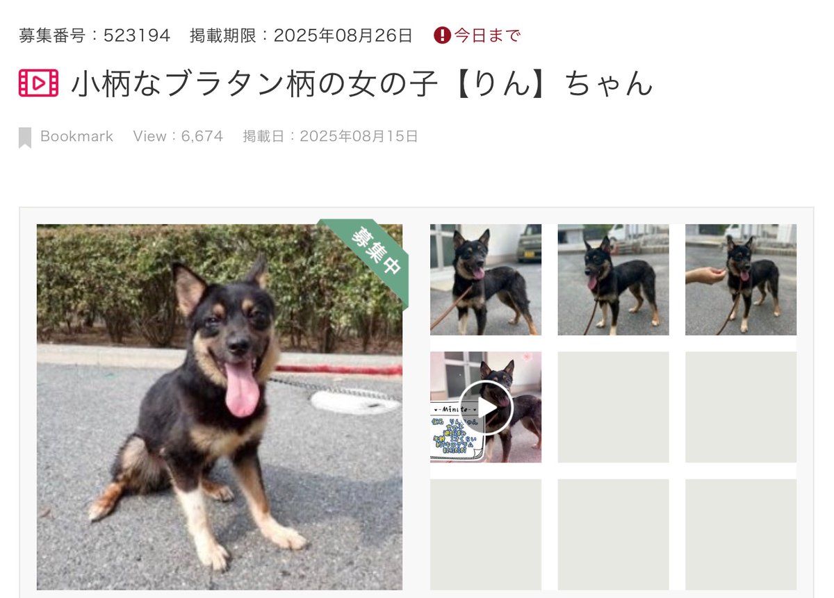 🟥8月26日今日期限‼️ 小柄なブラタン柄の女の子【りん】ちゃん
⚫️募集番号：523194   岡山県動物愛護センター
⚫️柴風の毛色で、小柄で可愛らしい女の子。まだ人馴れしておらず臆病なため
外では落ち着きなく動き回ります
シャンプーも怖かったのか固まっていました