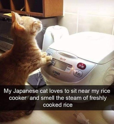 PunchingCat's tweet photo. https://t.co/mjg0nlZn7S