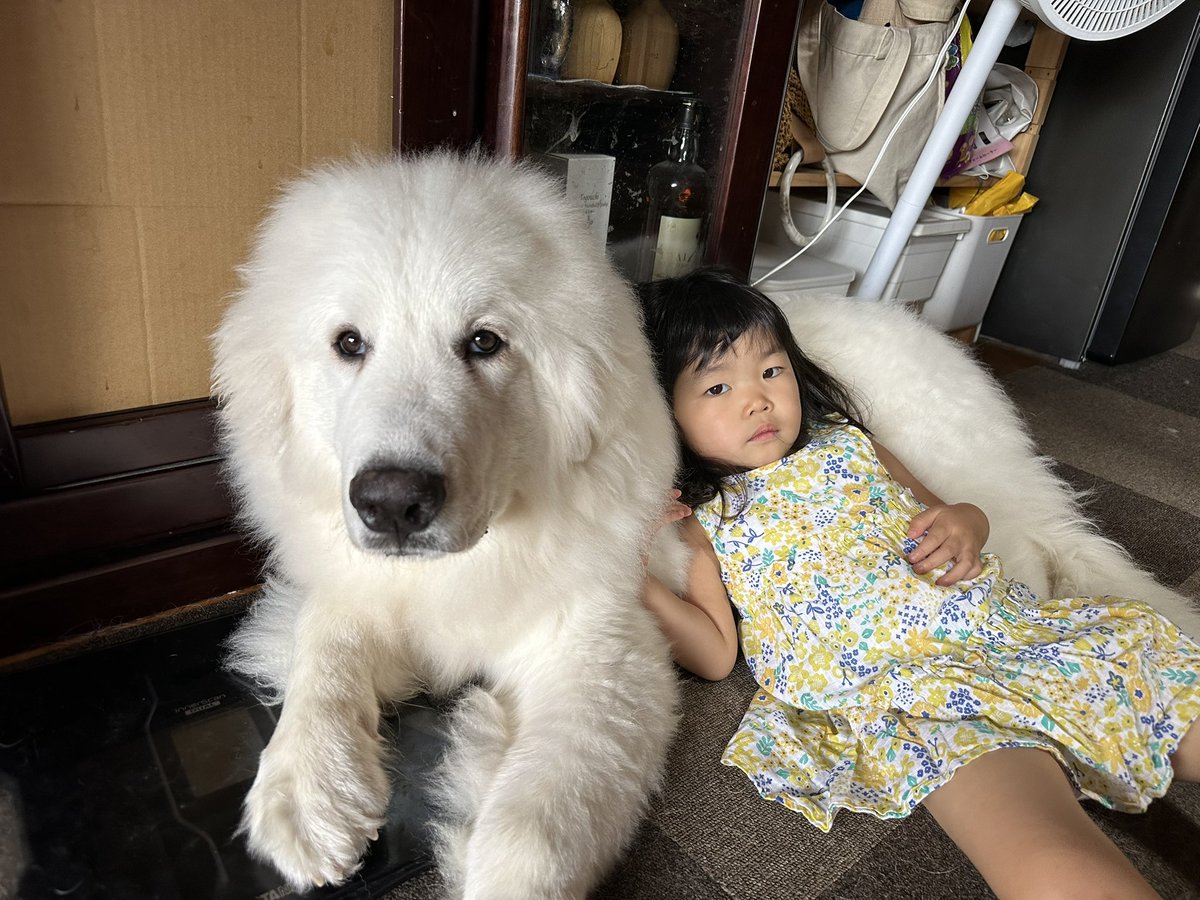 これで生後6ヶ月の子犬だから 超大型犬の成長スピードってすごい🫣🌻