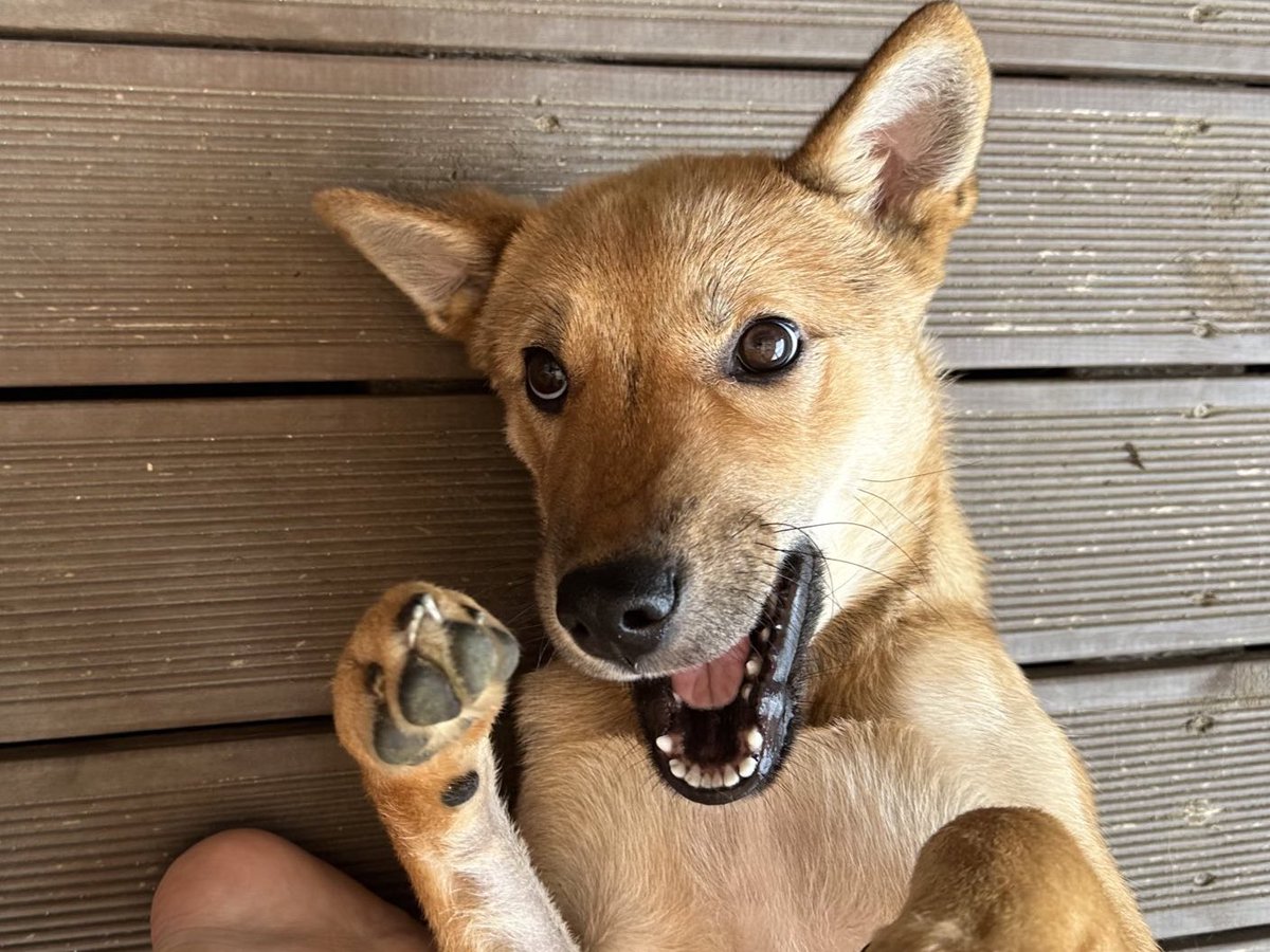 얼굴만 봐도 재미있는 밤톨이의 가족을 찾아요!

#가족찾는밤톨