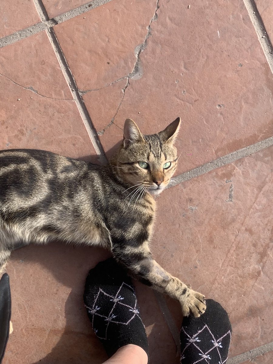 vickyquirogaaa's tweet photo. “Sigue tu huella en mi almohada”soy la persona menos experimentada en pérdidas, solo yo se lo mucho que te extraño mi budín 🥺♥️ https://t.co/3tFnLpLzVI