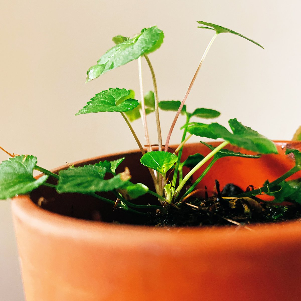 大切にしているスミレの鉢植え、新しい葉がぴょこぴょこ出てきてたいへん可愛い 癒される☺️
