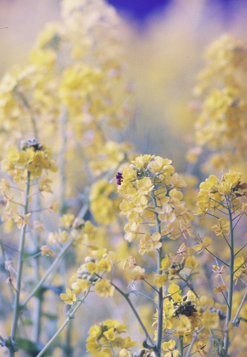 こういうフィルム写真は自分でスキャンした方が良いよね

←自分で
→ビックカメラさん

というかビックカメラさんのFUJIFILM frontierはオートホワイトバランスの色抜きが強すぎて…でも昔はこんな設定じゃ無かった気がするのよねー。何か変えたのかなぁ？