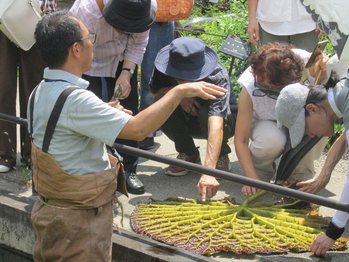 8月21日に植物園ファンクラブ会員限定のイベントを行いました。当園職員による絶滅危惧種に関するレクチャーの後、一般の方はお入りいただけないバックヤードを見学したりといつもの植物園とは一味違った体験をしていただけたかと思います。入会は随時受付中！ご興味のある方植物園HPをご確認ください