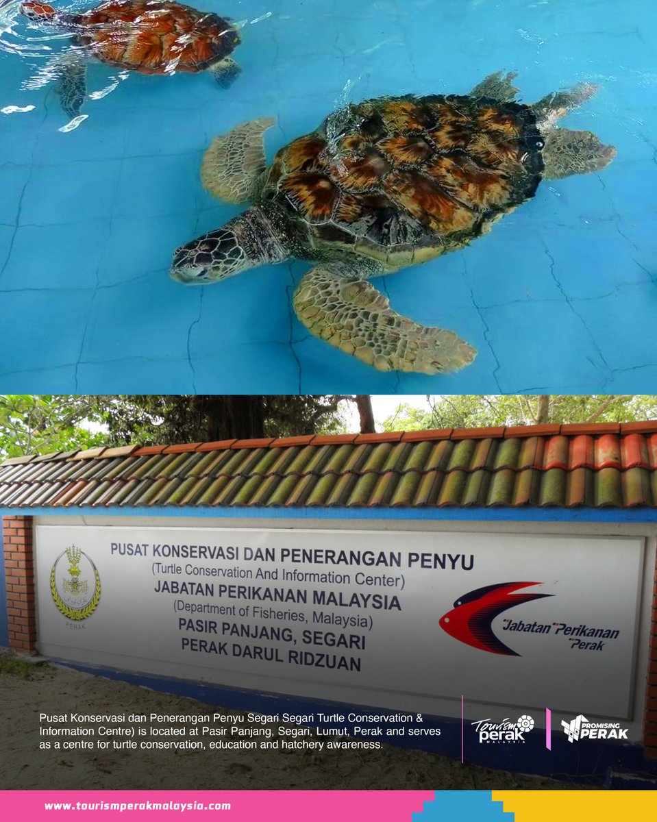 PerakTourism's tweet photo. Discover Segari Turtle Conservation Centre! Learn about endangered turtles, explore exhibits & maybe witness baby hatchlings released to the sea. Perfect for nature lovers, families & eco-tourism fans! #PromisingPerak
#visitperak
#PerakSejahtera2030
#VisitMalaysia2026 https://t.co/jdwXrFFcS8