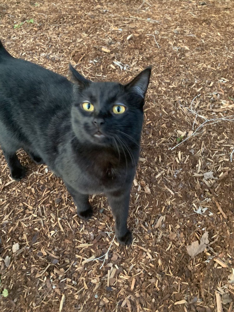 Black cats are not bad luck (@visualscat) on Twitter photo 
