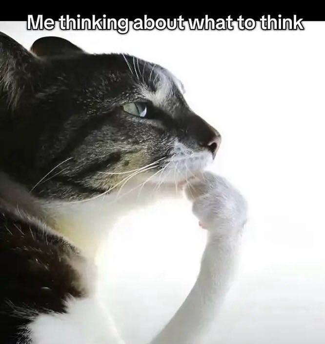 LiterallyMeCats (@literallymecats) on Twitter photo 