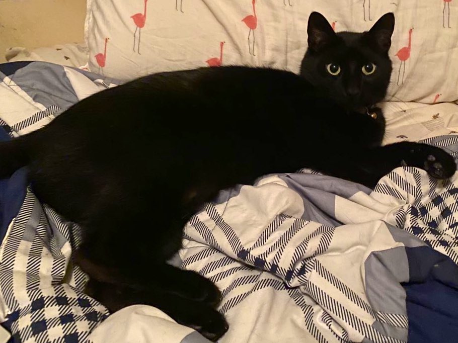 GeneralCattis's tweet image. Pawsley died in my arms an hour ago.
No signs of illness--none. Everything completely normal. He cried out suddenly, I ran to him, picked him up, then he was gone. 
Cattis was the leader of our little crew and Pawsley was the laughter. 
Please hug those you love tonight. 💞…