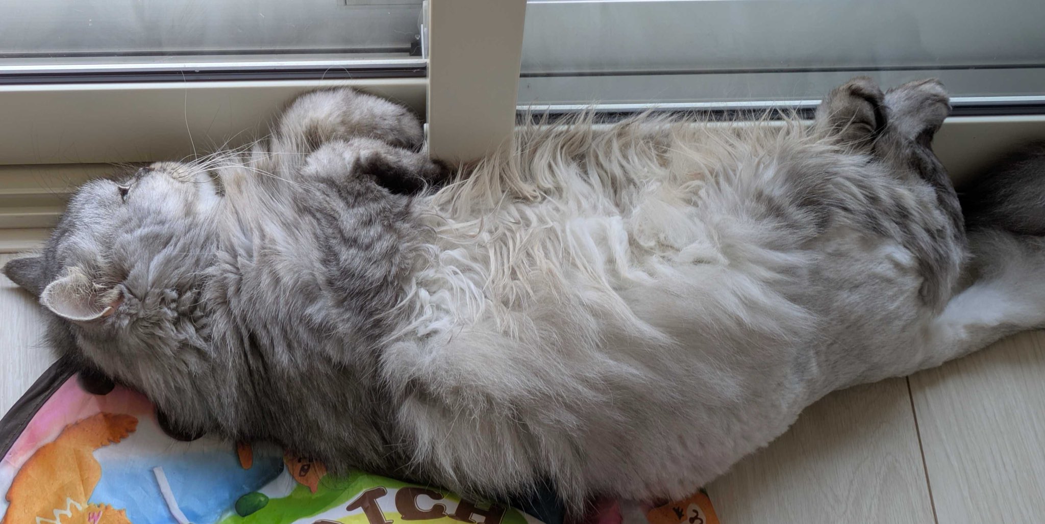 どこかの猫好き I took my cat for a walk on Children's Day and he was so