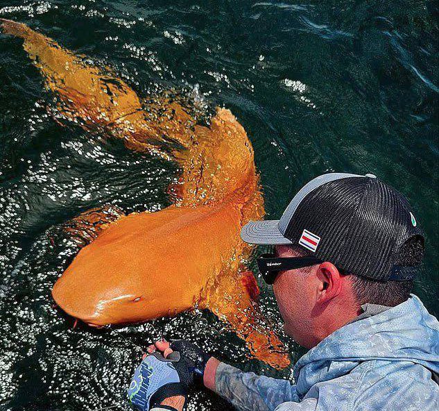 Karayipler'de turuncu renkte bir köpekbalığı yakalandı.