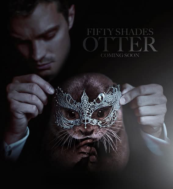 Otter lovers club (@fan_club_otter) on Twitter photo 