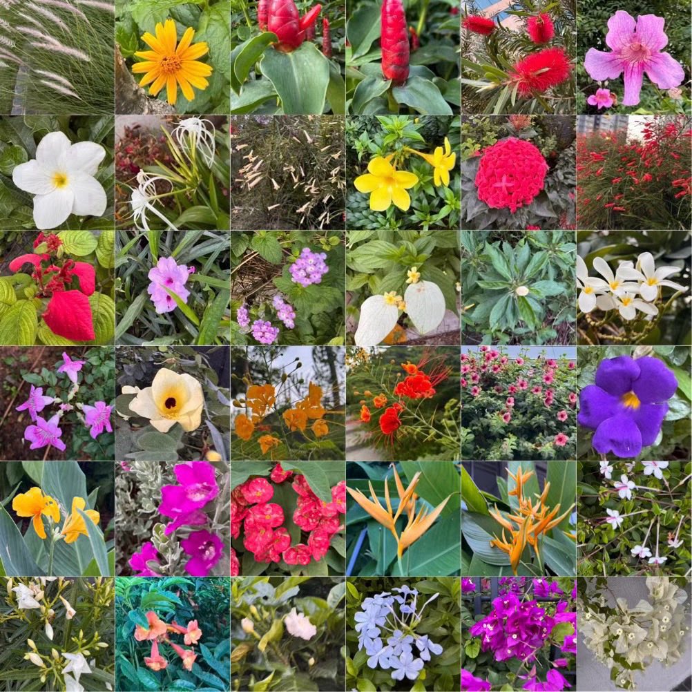 sudha_m_reddy's tweet image. A walk among flowers..