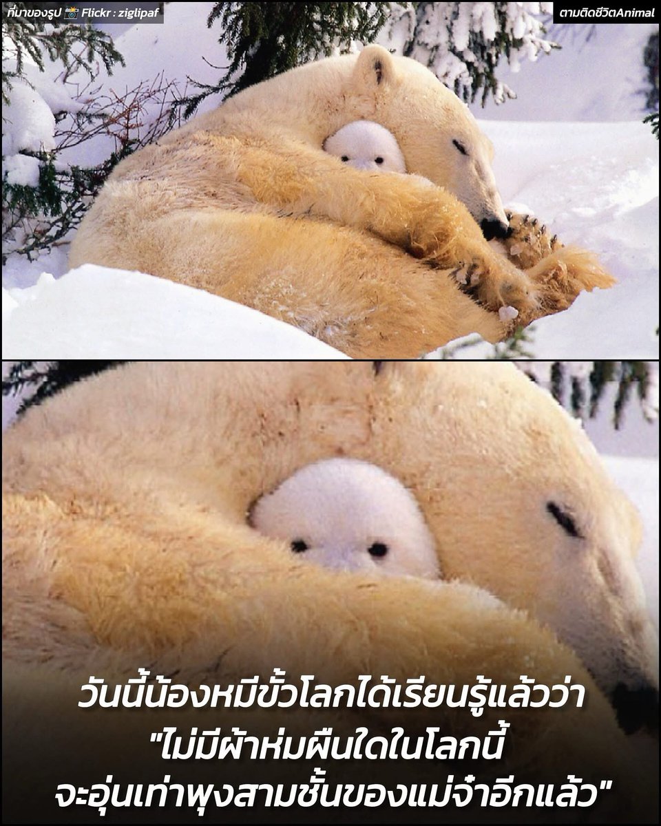 ตามติดชีวิตAnimal tweet media