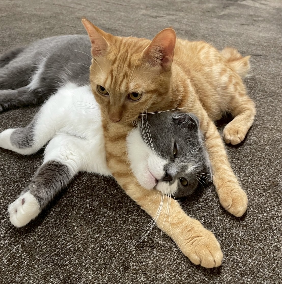 おはようございます
本日も10～17時まで営業中！
今日は防災の日！災害時の通信手段として、PCのWi-Fi設定やネットワーク環境もチェック。
停電やネットの断絶に備えて、モバイルルーターやオフラインで使えるアプリも準備しておくと安心です

#猫 #猫のいる暮らし 
#しんのすけ店長 #とらのすけ専務