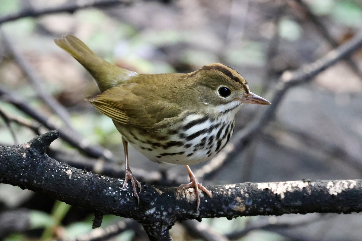 ValerieBlock's tweet image. Oven birds are tough subjects. They lurk in low dark places and move constantly on the hunt for bugs. But this one posed for a brief moment!! My lucky day! Seen in the #CentralPark ramble on Sunday. #birdcpp #birding #canonphotography #wildlife #nature #BirdsSeenIn2025