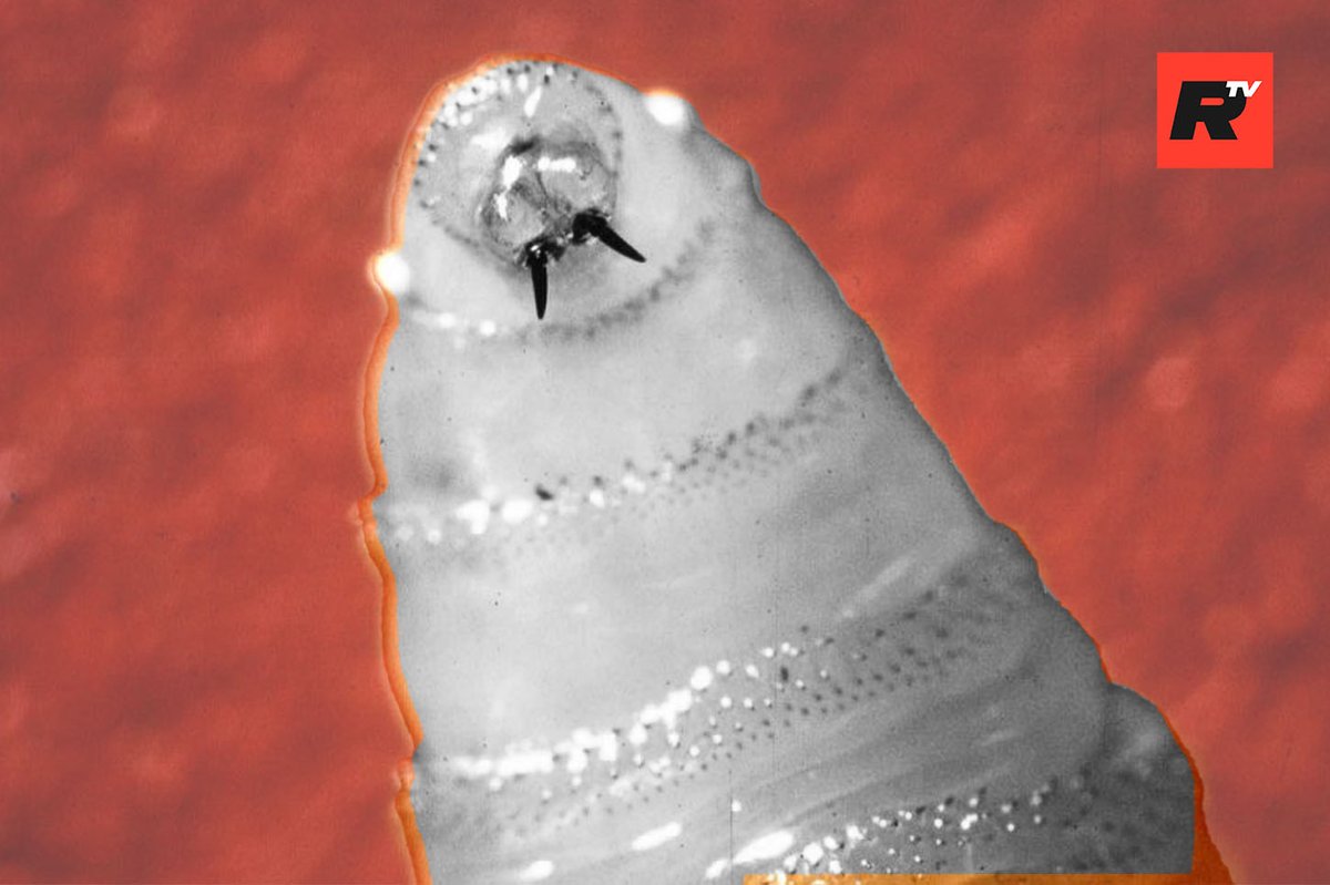 RiftTV (@therifttv) on Twitter photo Breaking: First U.S. Case of Flesh-Eating Screwworm Confirmed in Traveler from Central America via <a href="/aliciapoweshow/">Alicia Powe</a>
READ: shorturl.at/L6s8g Breaking: First U.S. Case of Flesh-Eating Screwworm Confirmed in Traveler from Central America via <a href="/aliciapoweshow/">Alicia Powe</a>
READ: shorturl.at/L6s8g