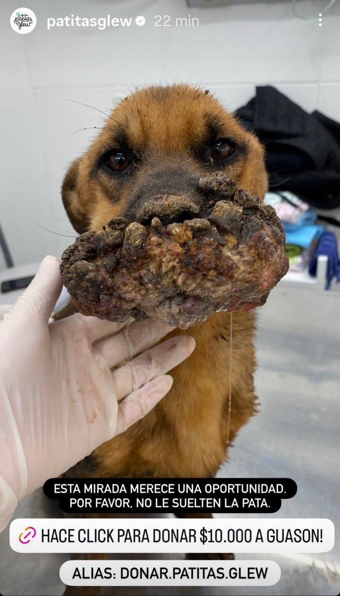 Me tiene muy mal este perrito, tiene sólo 8 meses. Necesitan juntar 700 mil para operarlo. Si pueden colaboren, pasen la imagen, ayudemos porfa 🙏 se llama Guasón.