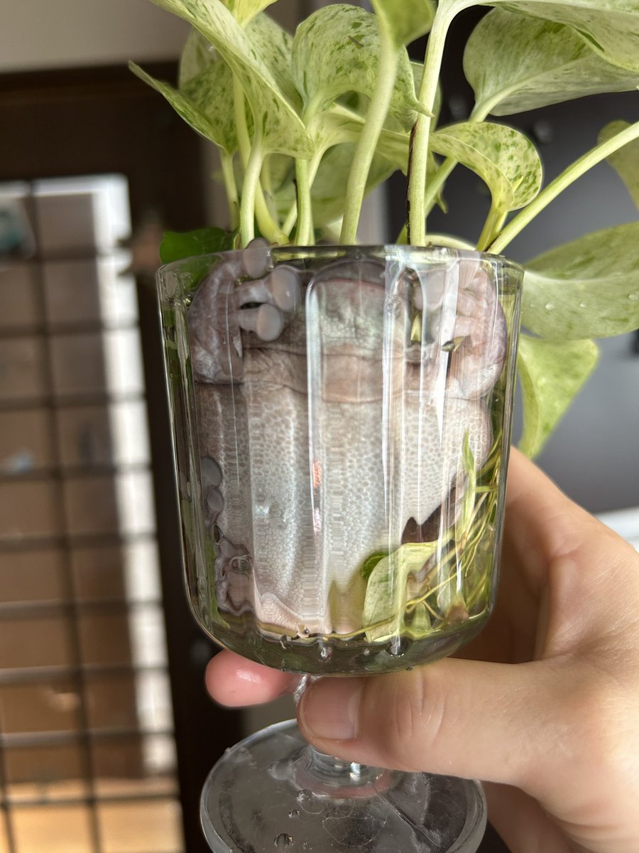 ポトスの水変えようと思ったらコレ😂