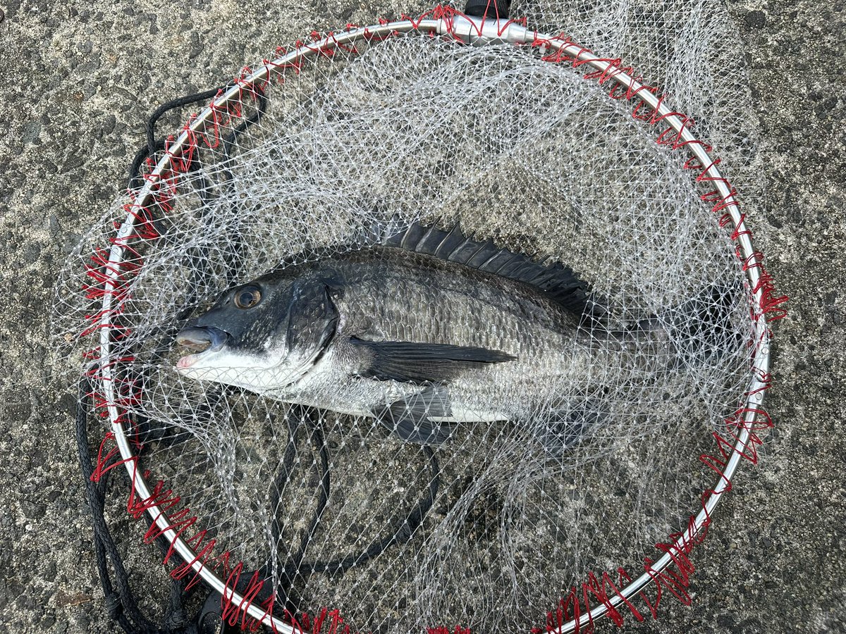 tetsutsuri's tweet photo. 土曜日、久しぶりに地元島根で紀州釣り
２カ所まわって１枚ずつ
最初の場所は底ガタガタできつかった(ﾟoﾟ;;
次は少し釣座を移動したりして、底が安定した場所さえあれば攻略できるかも⁉︎🤔

#永易流紀州釣り
#島根県が好き
#チヌ釣り最高 https://t.co/t0FGqqis9T
