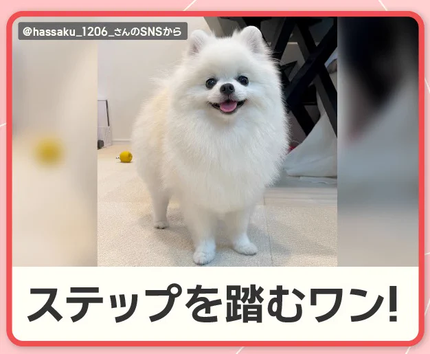 ポメラニアン　リソース　8枚 羽鳥慎一モーニングショー on X: 