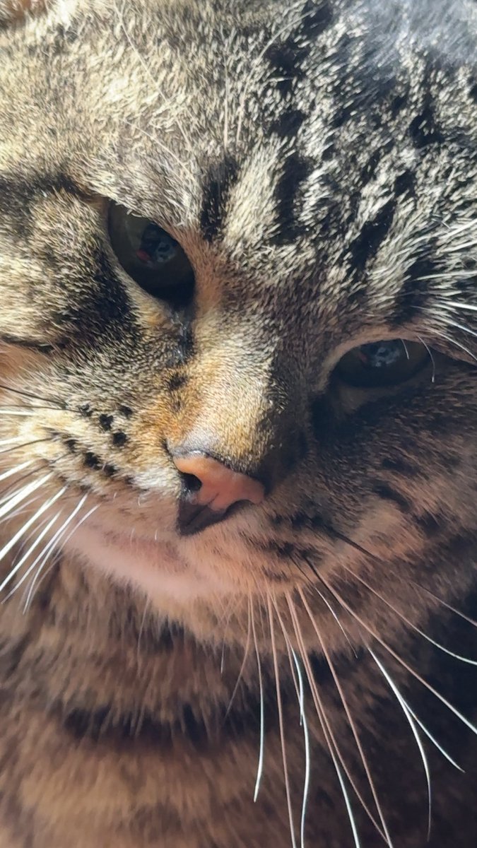 Live for the night looking for whimsy in the fog 

Twitch.tv/ambsnicole_