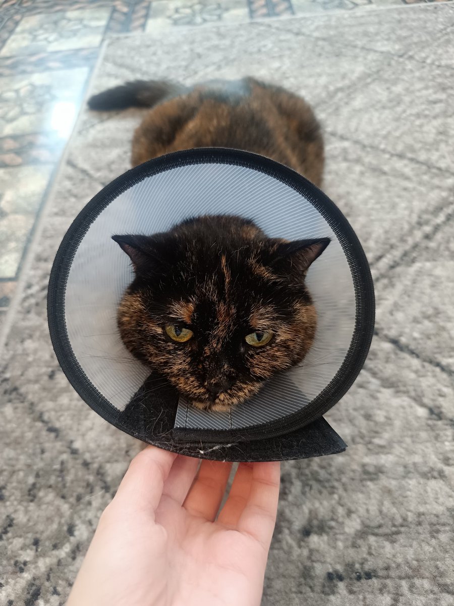 Моя грустная булочка после операции на жопу 🥲

2 дня в себя приходит