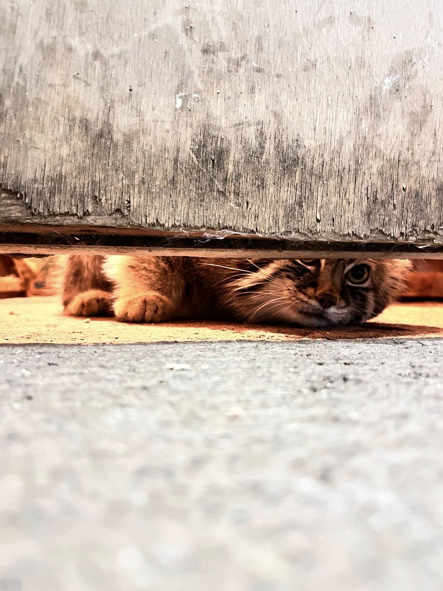 夕方マヌルネコのロータスはエサが待ち遠しすぎて、ドアの隙間から覗いて飼育係を見ています。
#マヌルネコ